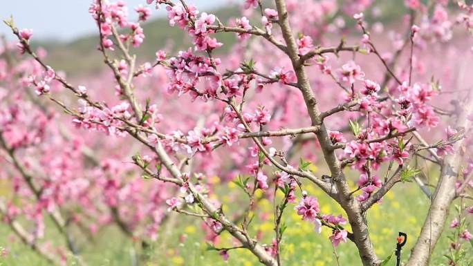 航拍桃花园桃花特写春天农业种植鲜花美景