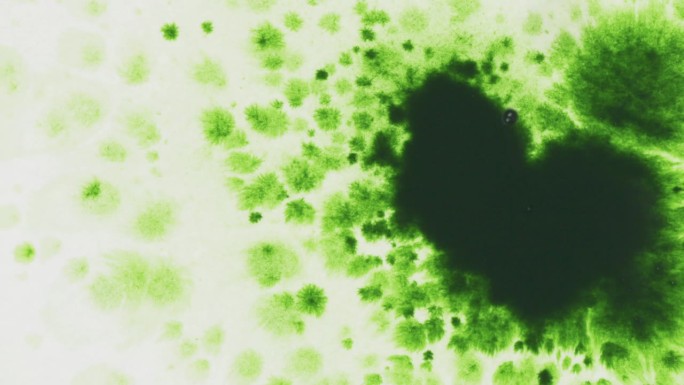 绿墨滴在湿白纸上的慢动作俯视图