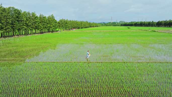 4k水稻种植田间管理蓝天绿色稻田生态航拍