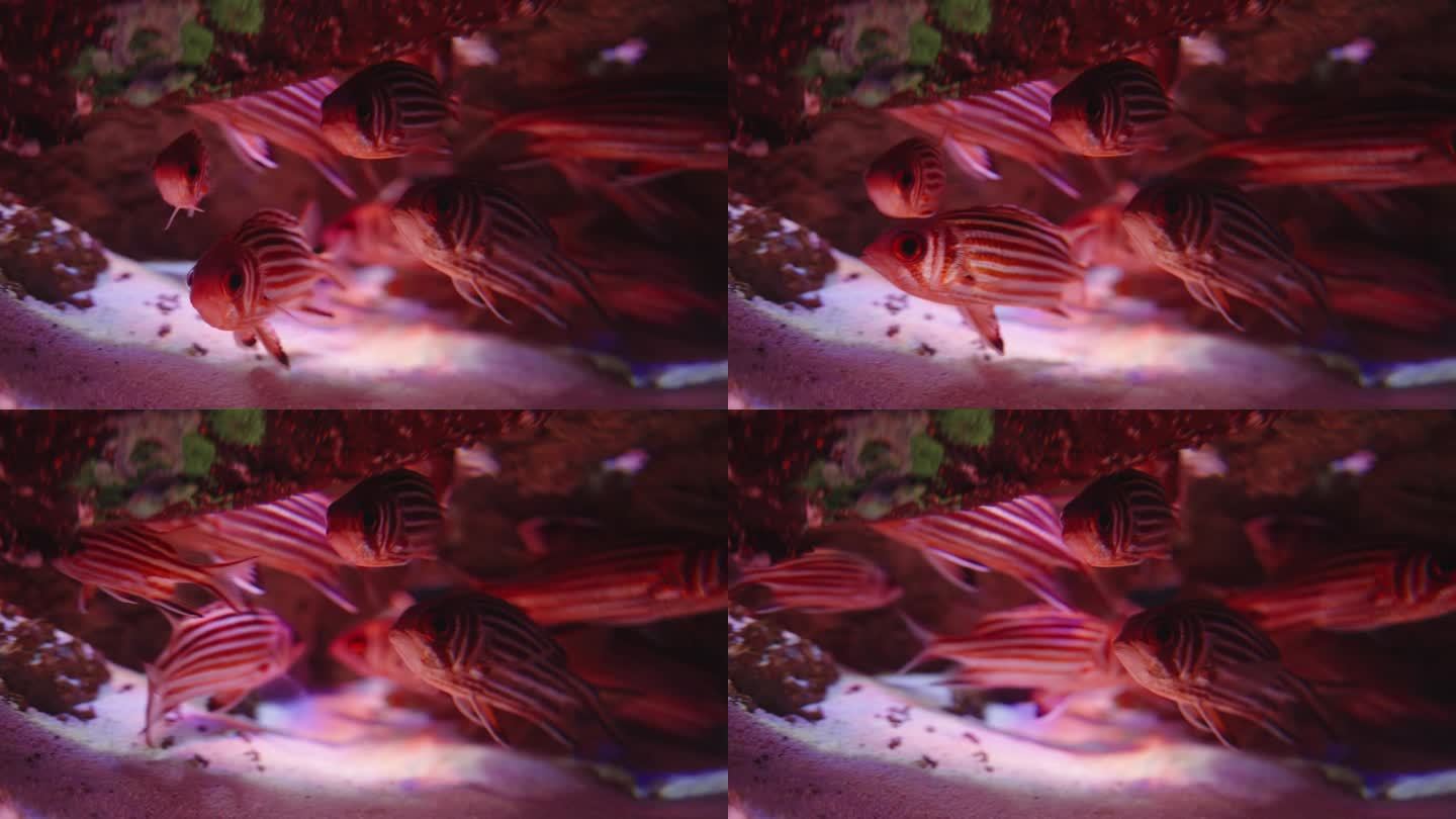 藏在珊瑚里的红色条纹小鱼，特写。