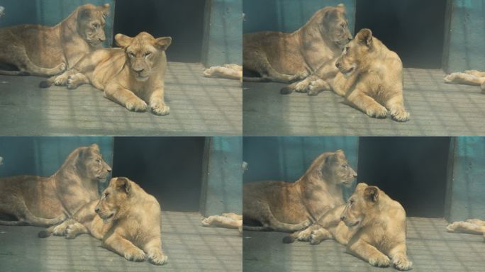 郴州东湖动物园威严的母狮子2