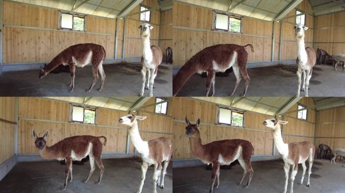郴州东湖动物园可爱的羊驼1