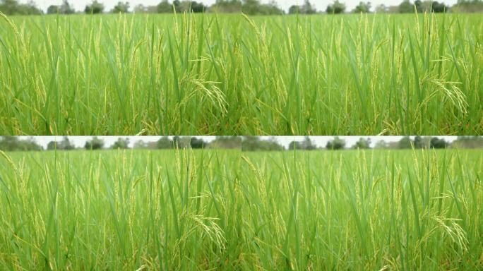 水稻生长，稻田在风中移动