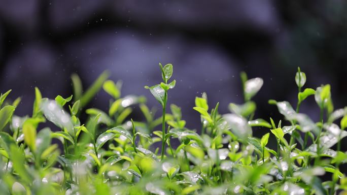 茶园茶叶4k升格慢镜 嫩芽 雨水 浇水