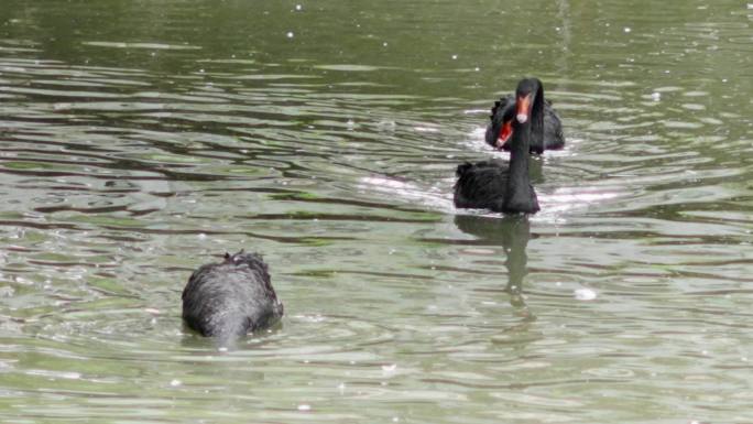 在水中游泳的黑天鹅