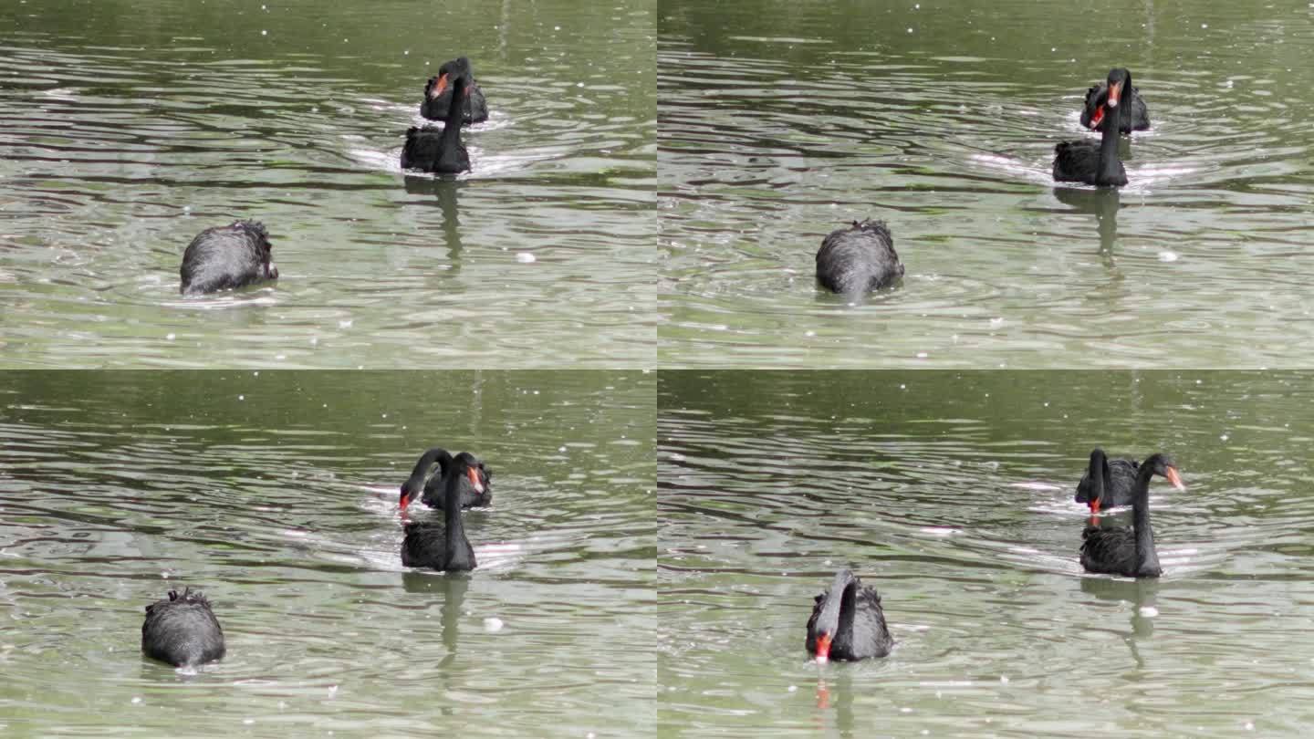 在水中游泳的黑天鹅