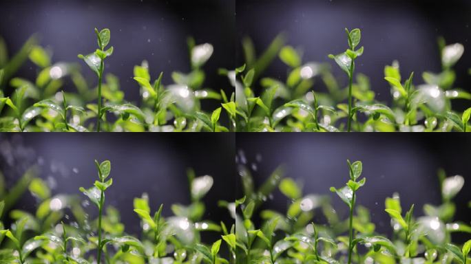 茶园茶叶4k升格慢镜 嫩芽 雨水 浇水