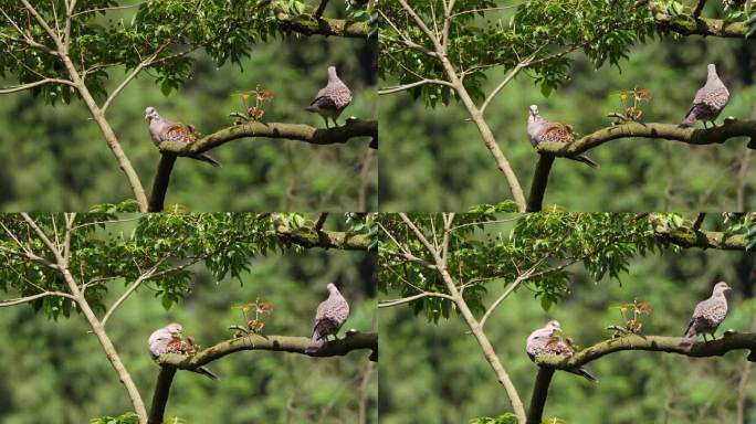 珠颈斑鸠飞上树枝