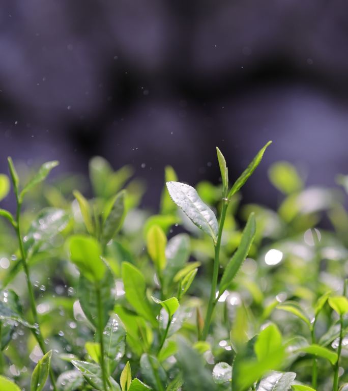 茶园茶叶4k升格慢镜 嫩芽 雨水 浇水