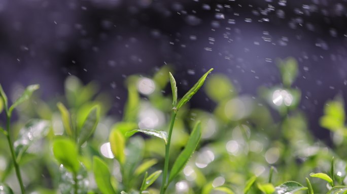 茶园茶叶4k升格慢镜 嫩芽 雨水 浇水