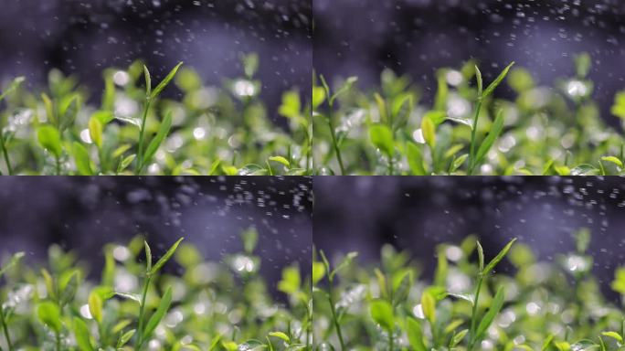 茶园茶叶4k升格慢镜 嫩芽 雨水 浇水