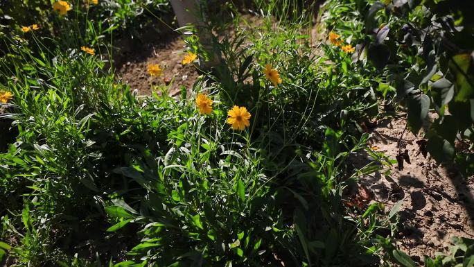 路边金鸡菊