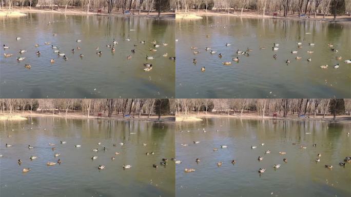 野鸭子_公园湖里的野鸭子
