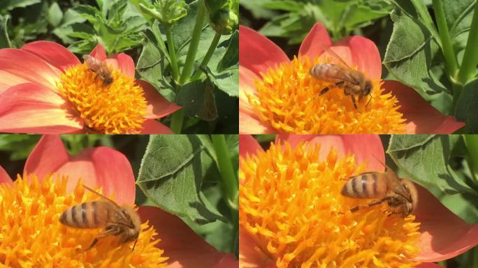 花朵 踩粉的蜜蜂 特写