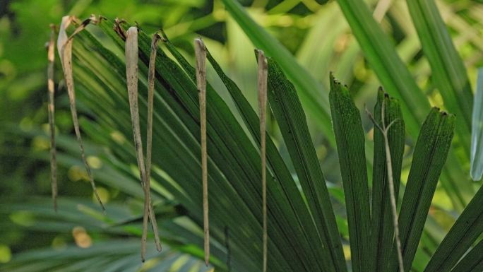 4k秋天逐渐枯萎的植物 光影逆光