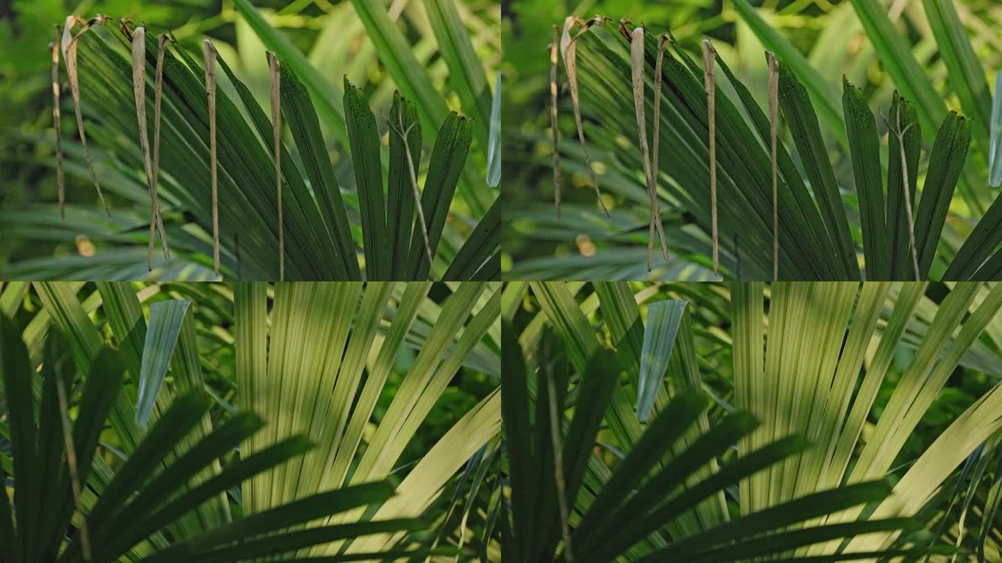 4k秋天逐渐枯萎的植物 光影逆光