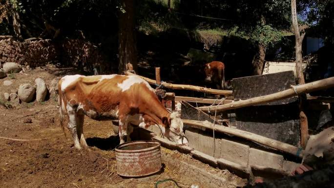 实拍惬意的乡村生活的牛在吃草