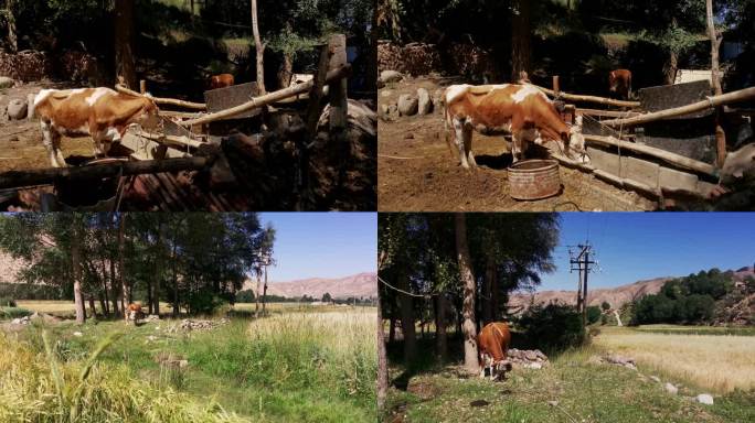 实拍惬意的乡村生活的牛在吃草