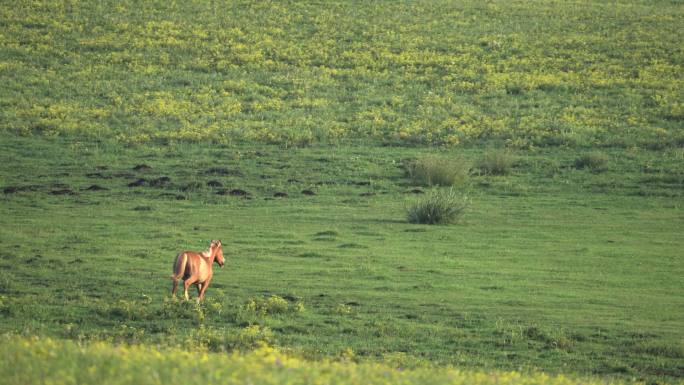 一匹骏马在草原上孤独的奔跑