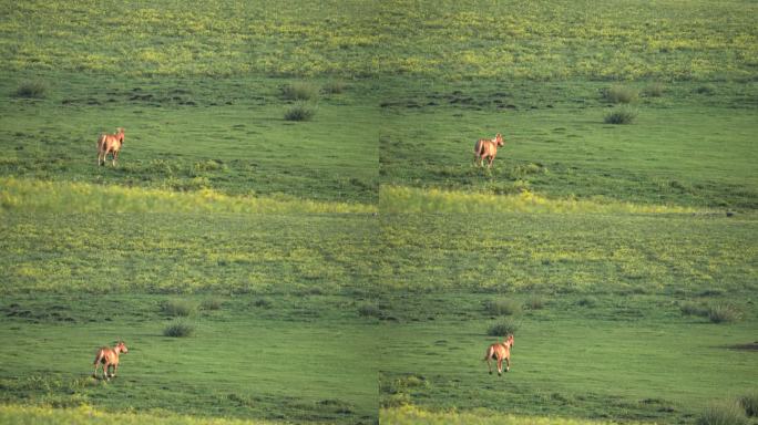 一匹骏马在草原上孤独的奔跑