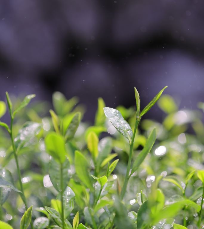 茶园茶叶 阳光雨露 4k升格慢镜