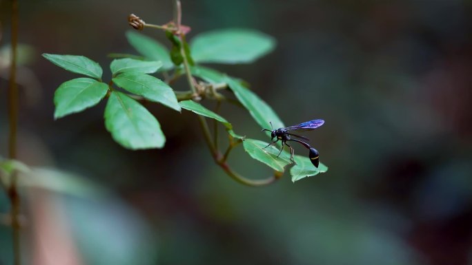 细腰蜂