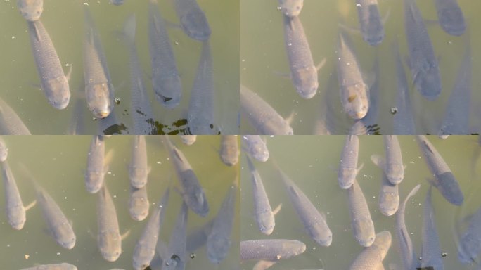 水下鱼觅食 水产养殖