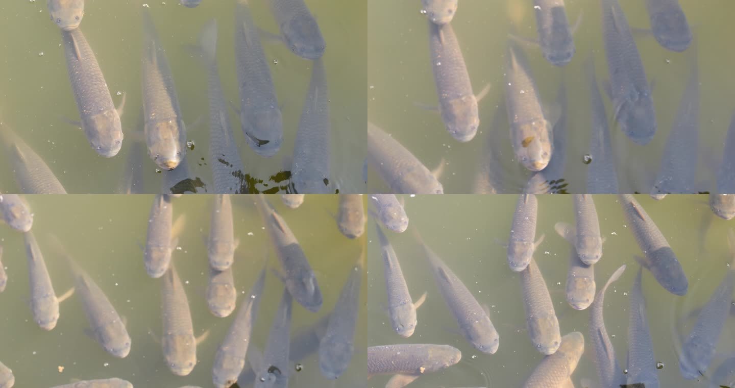 水下鱼觅食 水产养殖