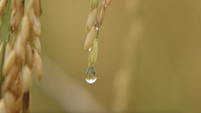 金黄稻穗水滴特写