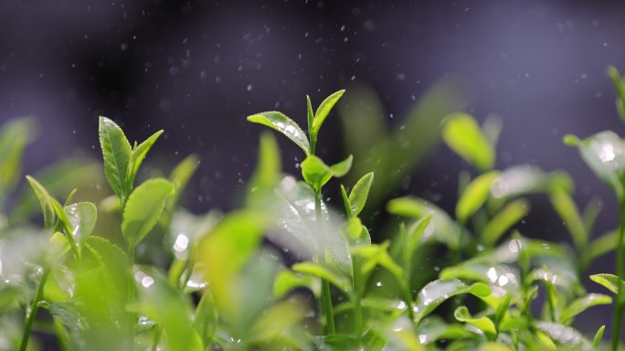 茶园茶叶 阳光雨露 4k升格慢镜