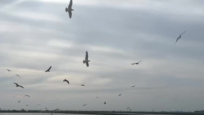 海鸥飞翔短片 自然风光