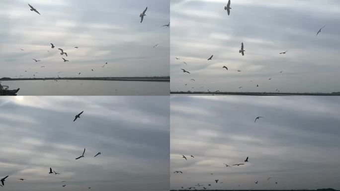 海鸥飞翔短片 自然风光