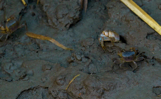 4K原创 芦苇湿地内的小螃蟹