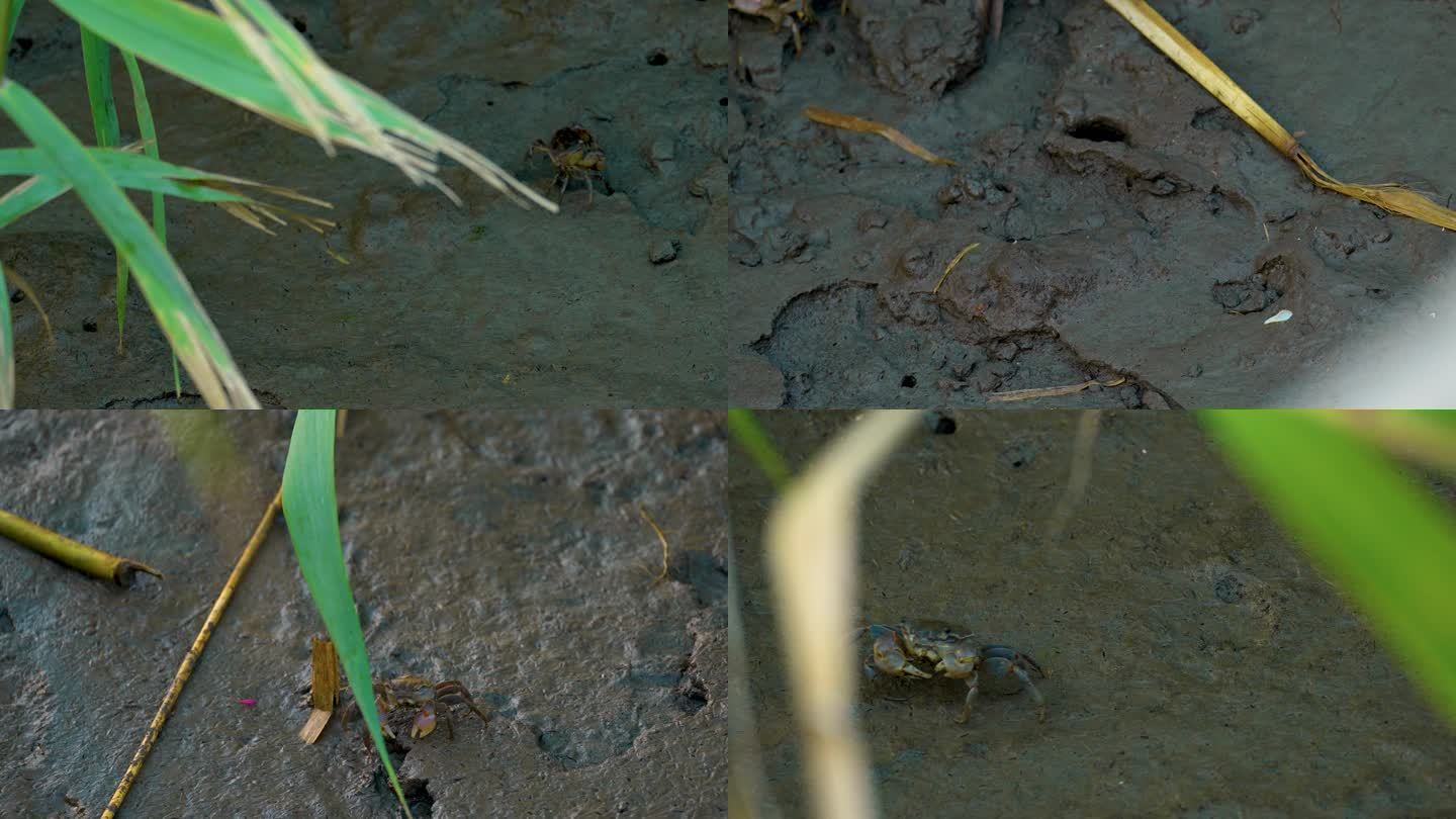 4K原创 芦苇湿地内的小螃蟹