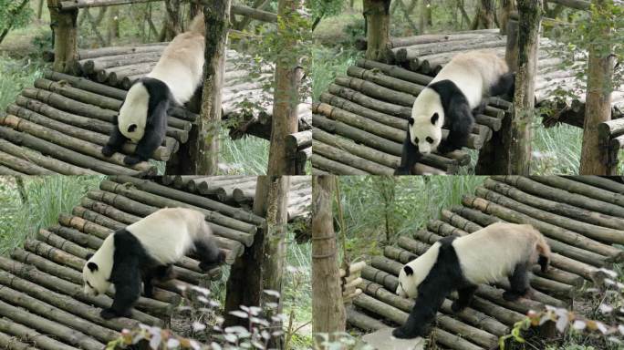 伸懒腰的国宝大熊猫