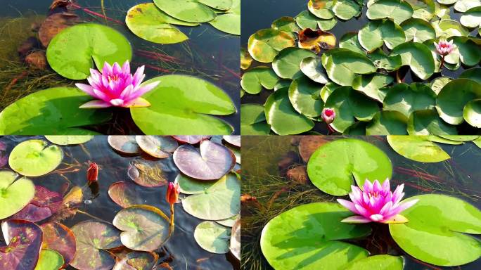 池塘里的喷泉睡莲莲花水浮莲子午菜