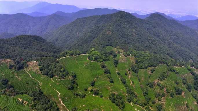 杭州西湖龙井茶园