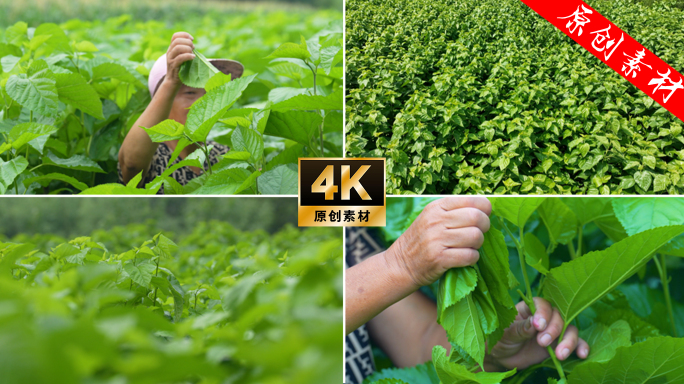 桑田桑园桑树桑叶采摘桑叶蚕桑文化实拍通用