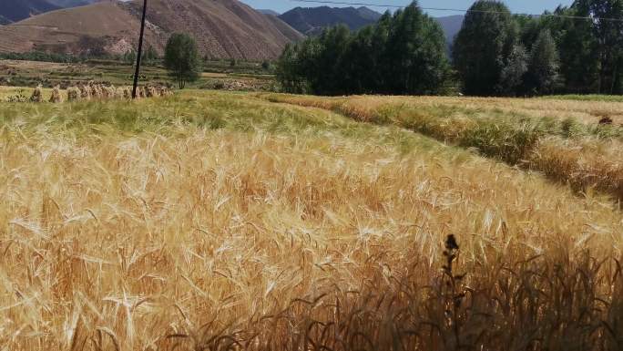 实拍金黄色的麦田里的小麦随风摇摆