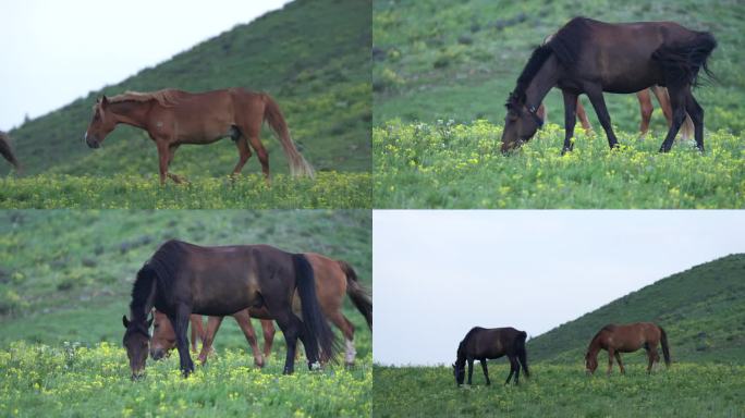 清晨的草原马吃草