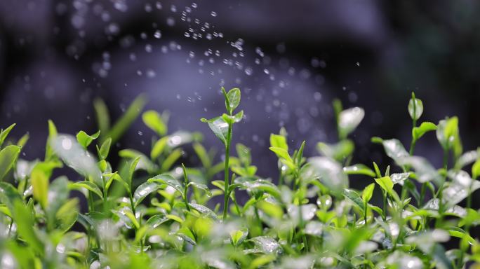 茶园茶叶4k升格慢镜 嫩芽 雨水 浇水