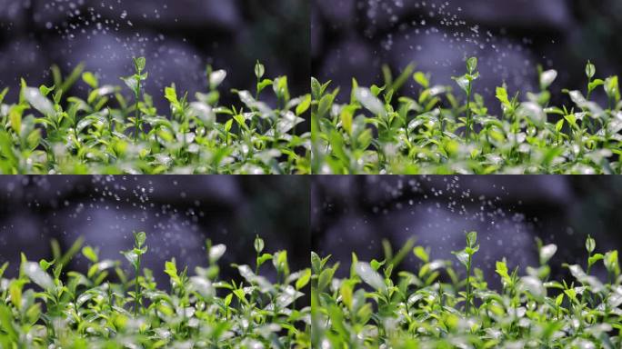 茶园茶叶4k升格慢镜 嫩芽 雨水 浇水