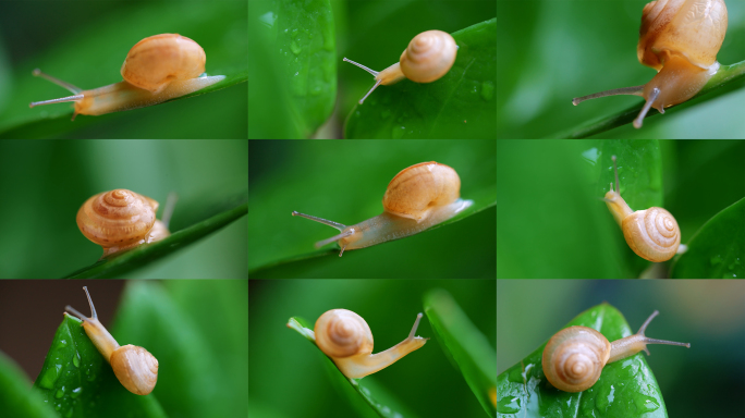 微距树叶上的小蜗牛
