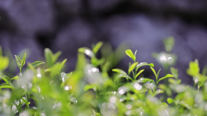 茶园茶叶4k升格慢镜 茶芽随风摇曳