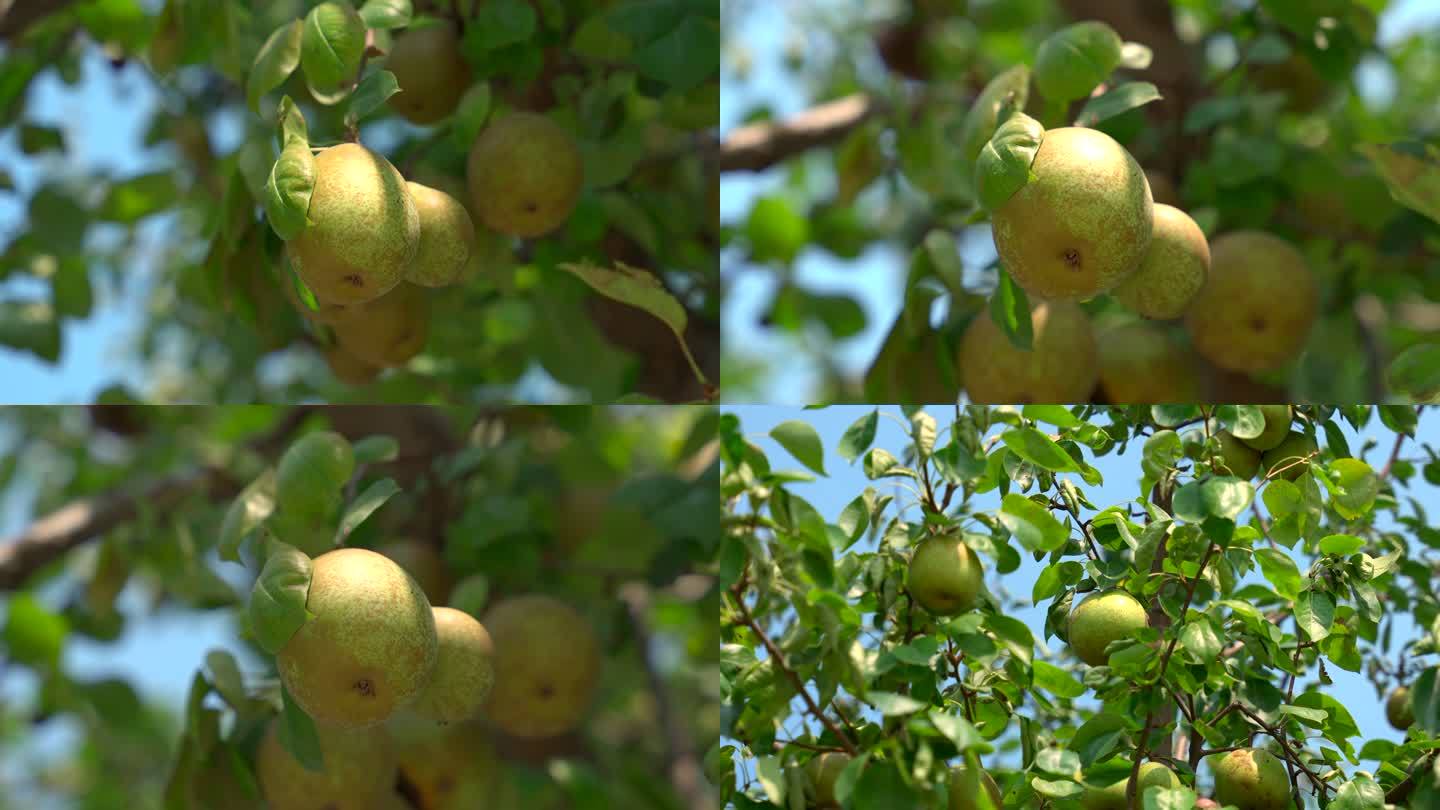 夏日成熟的梨