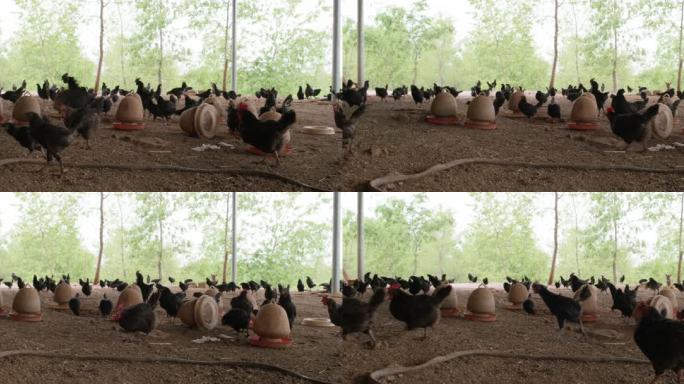 散养生态鸡场的镜头