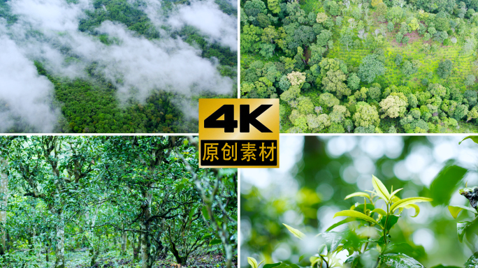 茶山航拍茶树茶叶茶芽下雨泡茶茶水茶汤春茶