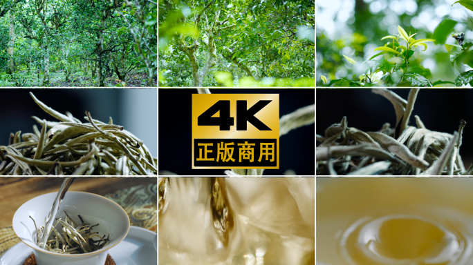 茶山航拍茶树茶叶茶芽下雨泡茶茶水茶汤春茶