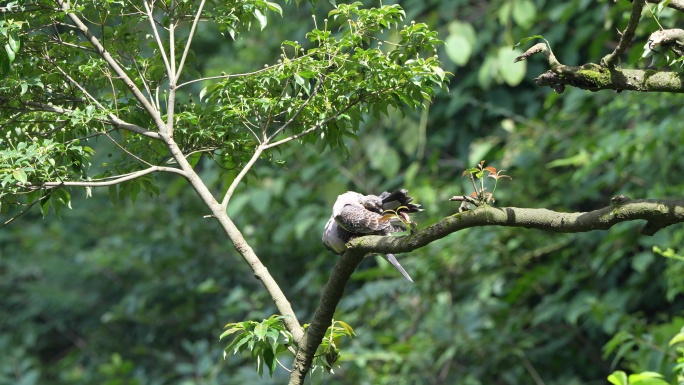 珠颈斑鸠梳理羽毛