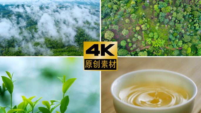 高山古树茶茶园茶叶茶芽茶汤冲泡原生态春茶